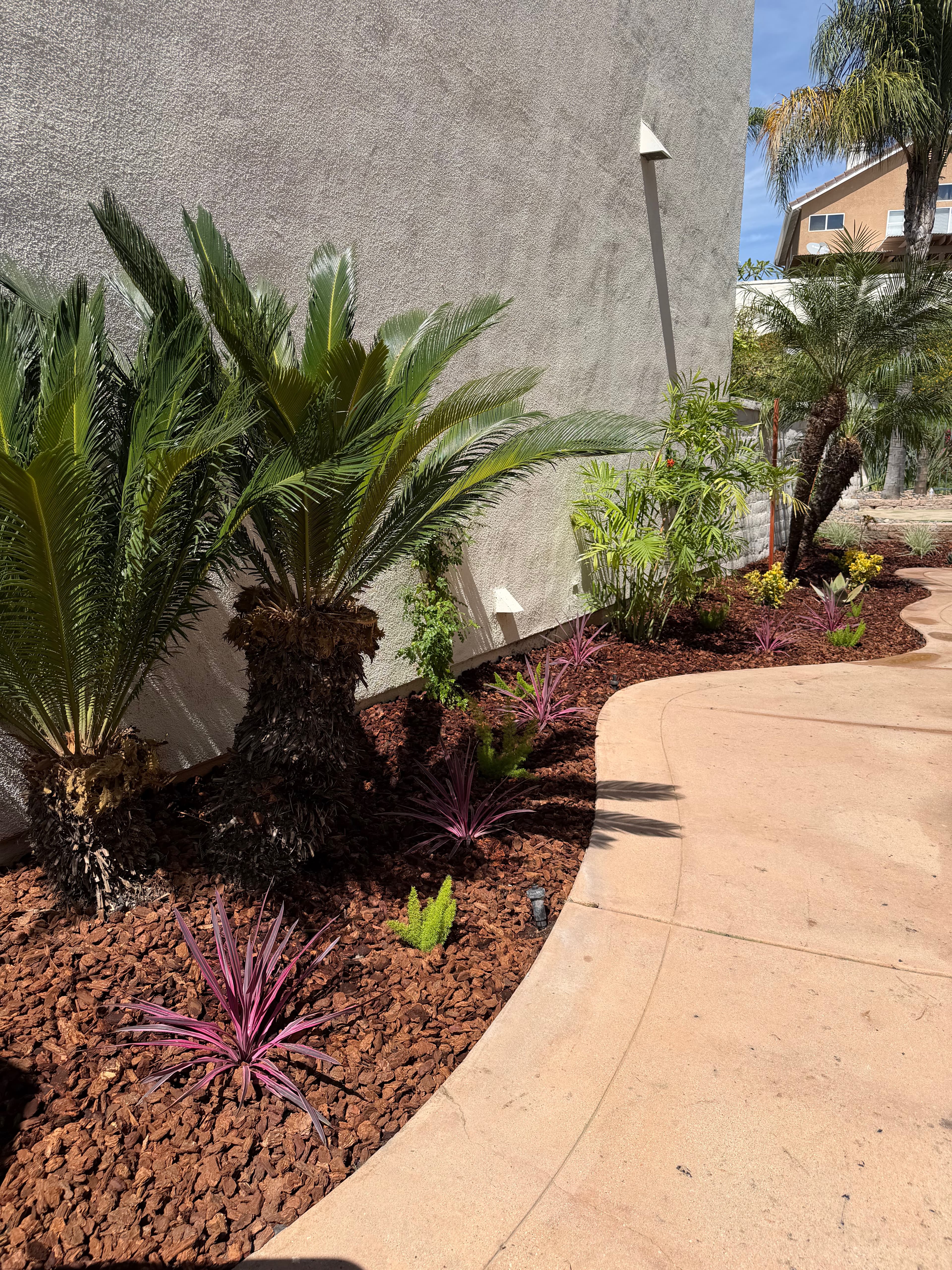 Tropical planting installation with sago palms and cordylines in lava rock mulch, Orange County CA